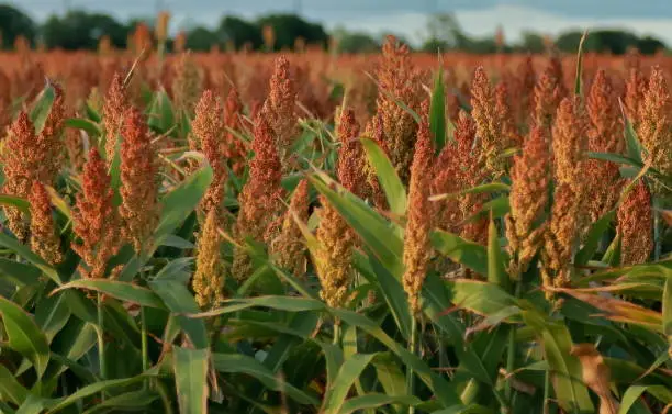 Photo of Healthy growing crop of sorghum