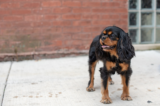 Beautiful black and tan Cavalier King Charles Spaniel dog out for a walk in the city, stopping in front of a brick wall to pose for the camera.