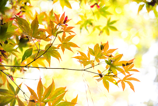 Japanese mable leaves in autumn