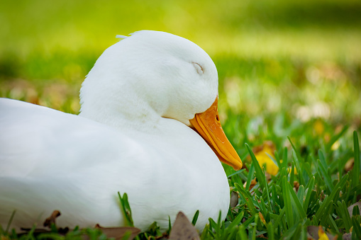 close up duck swimming in pond