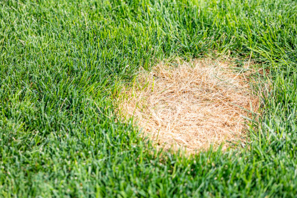 枯れ草のスポットの芝生 - lawn mottled grass dead plant ストックフォトと画像