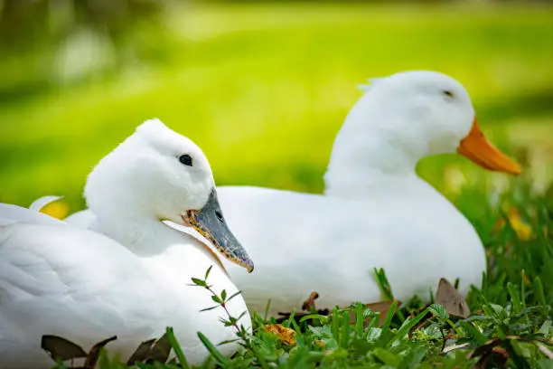 Close up portrait on two pekin ducks side by side sitting in grass, one with gray beak the other with orange beak.