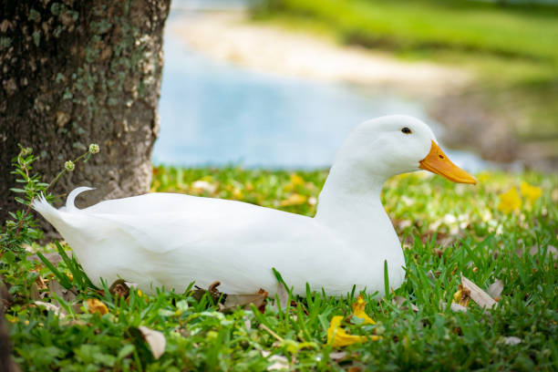 istock Pekin duck sitting in grass 1023855388