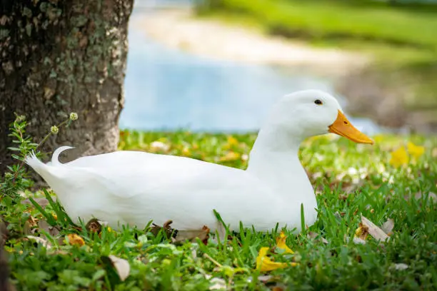 Full body side view of a pekin duck sitting in grass with pond in background, eyes open.
