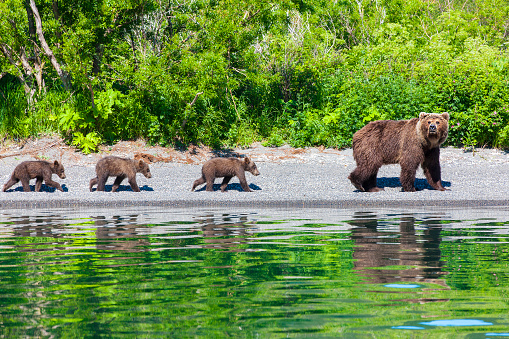 bear with three cubs on the lake with reflection