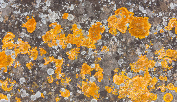 istock Old natural stone covered with black lichen and moss. Stone texture 1023862720
