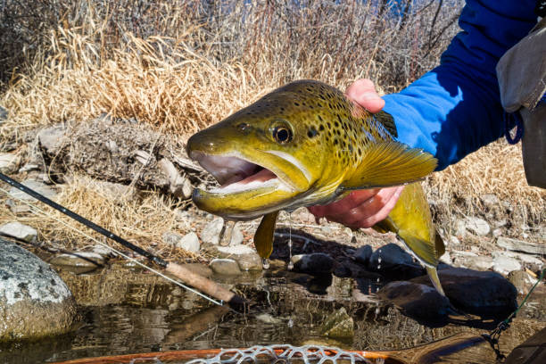 istock Brown Trout Closeup Portrait 1023865424