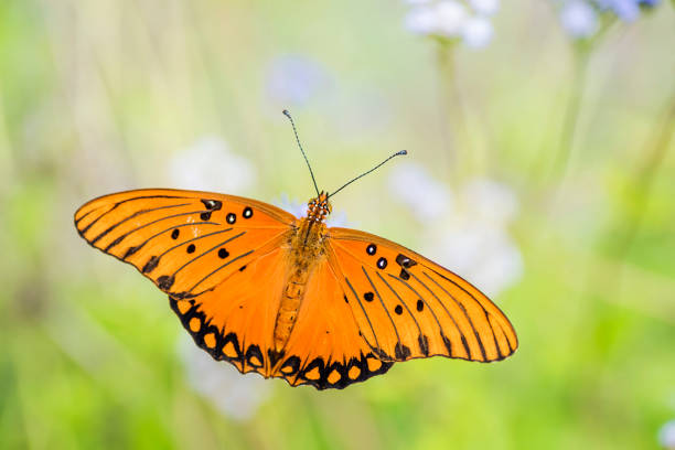 istock Butterfly in autumn garden 1023867700