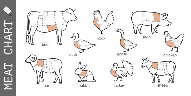 illustrations, cliparts, dessins animés et icônes de diagramme de la viande de découpe. ensemble de vecteur signe sur fond blanc. - goose meat