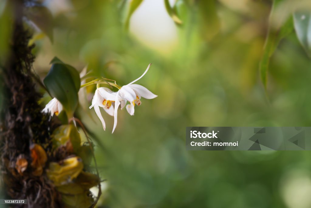 Wild orchid in the forest Coelogyne ochracea wild orchid, Doi Inthanon, Thailand. Wild orchid in the forest. Asia Stock Photo