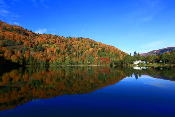 istock yellow colors of autumn 1023895738