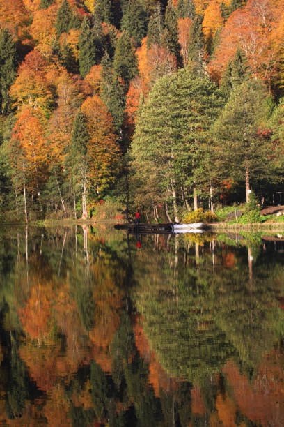 istock yellow colors of autumn 1023895870