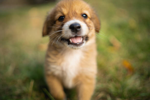 Cute puppy outdoors
