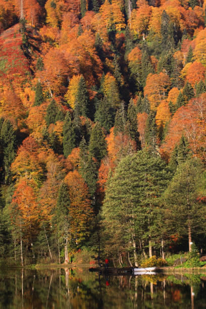istock yellow colors of autumn 1023898094