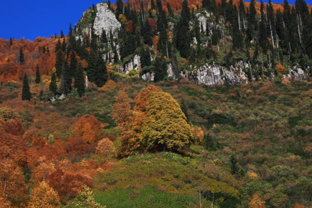 istock yellow colors of autumn 1023898938