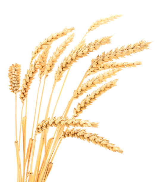 istock Ripe ears of wheat. 1023898956