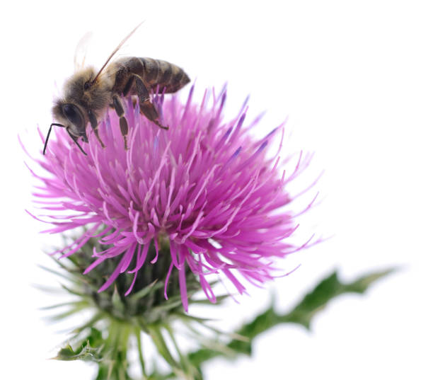 istock Honey bee on pink flower. 1023898960