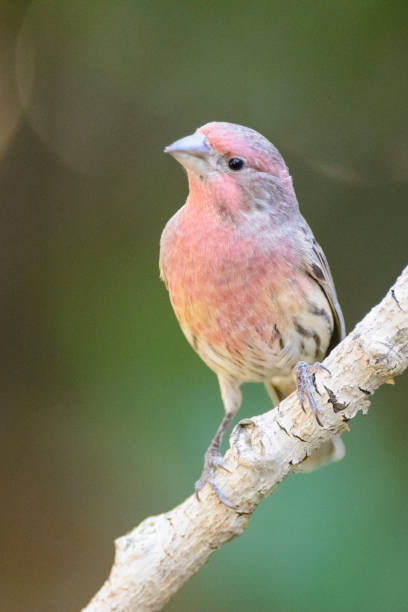 istock Closeup of perched house finch 1023899042