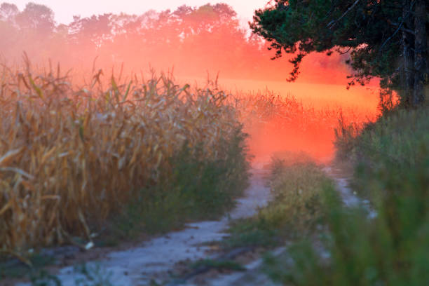 Sunset and red dust on the edge of a corn field, wildlife, animals and birds