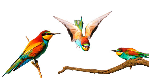 istock Exotic colored bee-eaters birds isolated on white background 1023906826
