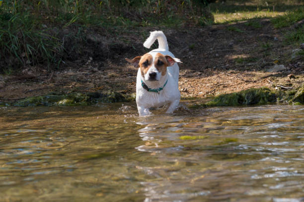 istock The hunting dog Jack Russell Terrier 1023911124