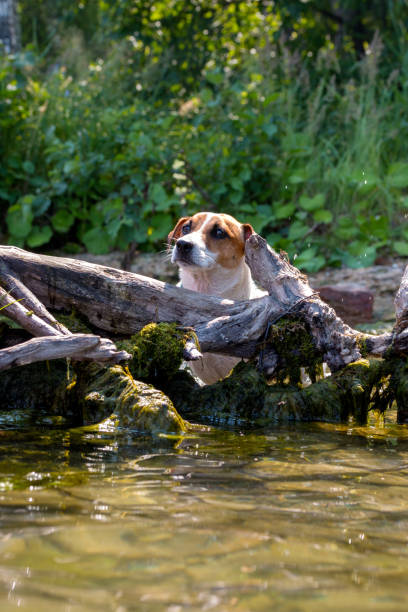 istock The hunting dog Jack Russell Terrier 1023911194