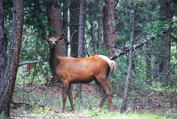 istock Female Elk in a Forest 1023914528