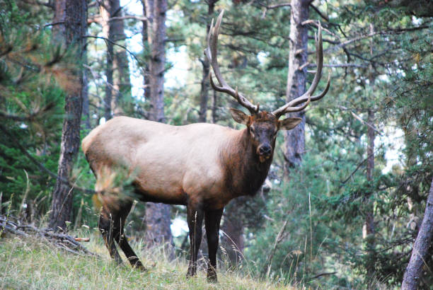 istock Male Elk in a Forest 1023914546