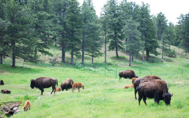 istock Buffalo in the Colorado Rockies 1023914716