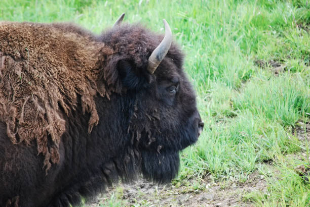 istock Buffalo in the Colorado Rockies 1023914728