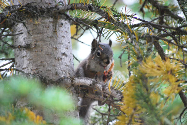 istock Grey Rocky Mountain Squirrel in a Tree Eating 1023914916