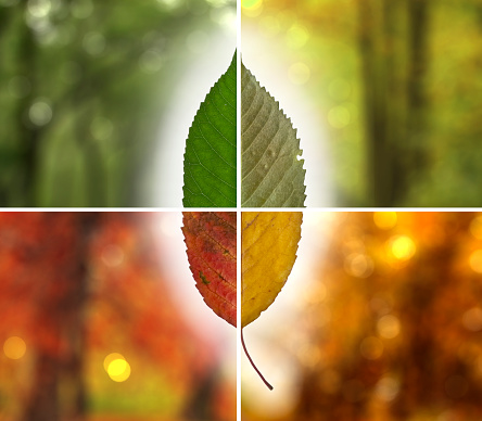 The aging of a cherry tree leaf in autumn with a beautiful spectrum of autumn colors and bokeh background.