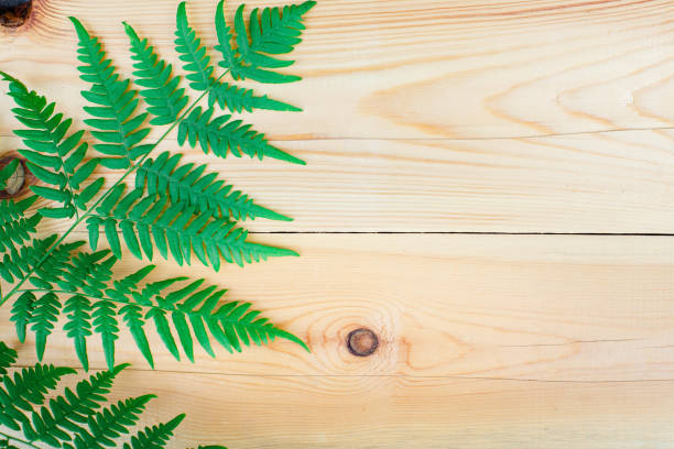 istock The fern leaf on wooden table 1023919964
