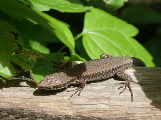 istock big brown lizard in the mountains wood stone 1023923882