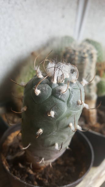 My cacti collection stock photo