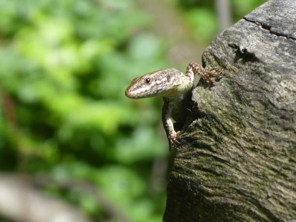 istock big brown lizard in the mountains wood stone 1023926008