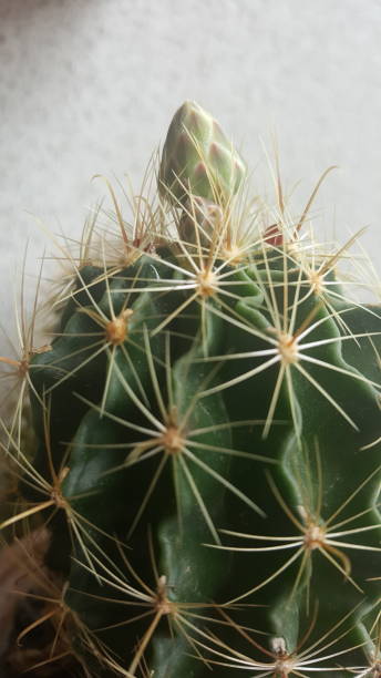 My cacti collection stock photo