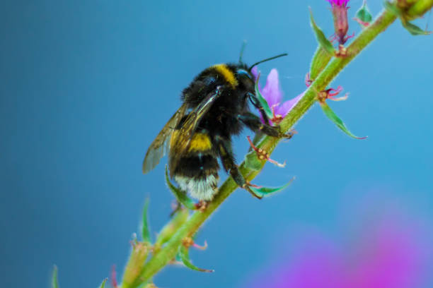 istock Bumblebee on a purple flower 1023927870