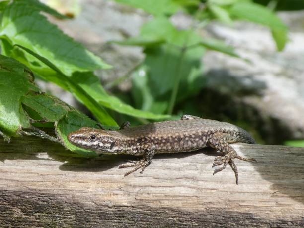 istock big brown lizard in the mountains wood stone 1023927890