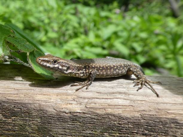 istock big brown lizard in the mountains wood stone 1023928226
