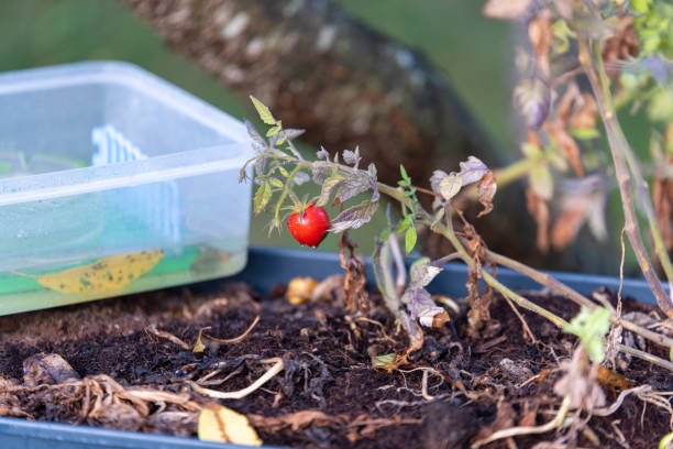 istock small red cherry tomato in a raised bed on a dried shrub 1023930856