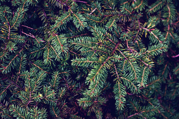 istock Background of fir branches. 1023933690