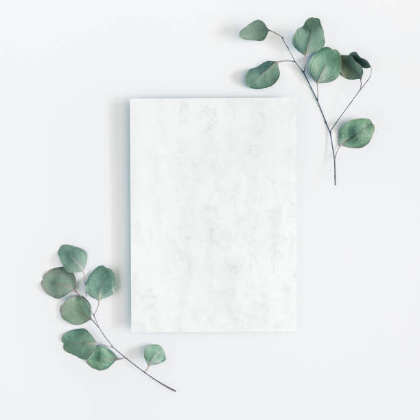 marmeren papier leeg, eucalyptus takken op pastel grijze achtergrond. plat leggen, top uitzicht, ruimte, vierkant kopiëren - bloemenmotief fotos stockfoto's en -beelden