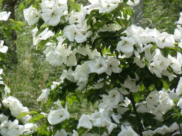 istock Chinese dogwood bush with white blossom 1023934276