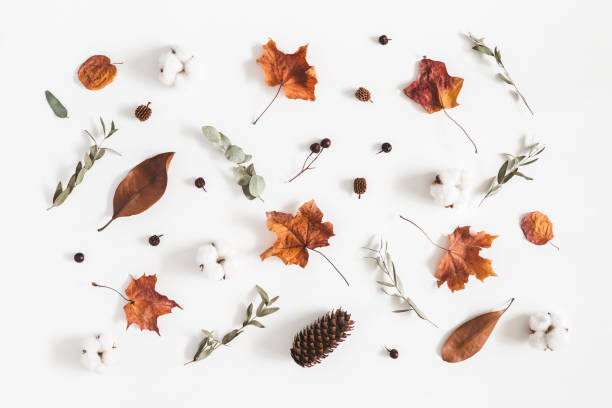 istock Autumn composition. Pattern made of eucalyptus branches, cotton flowers, dried leaves on white background. Autumn, fall concept. Flat lay, top view 1023934386