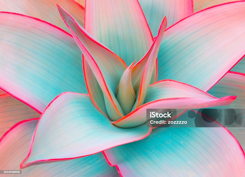 agave leaves agave leaves in trendy pastel colors for design backgrounds Flower Stock Photo