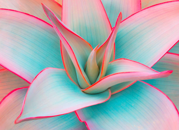 agave leaves agave leaves in trendy pastel colors for design backgrounds flower part photos stock pictures, royalty-free photos & images