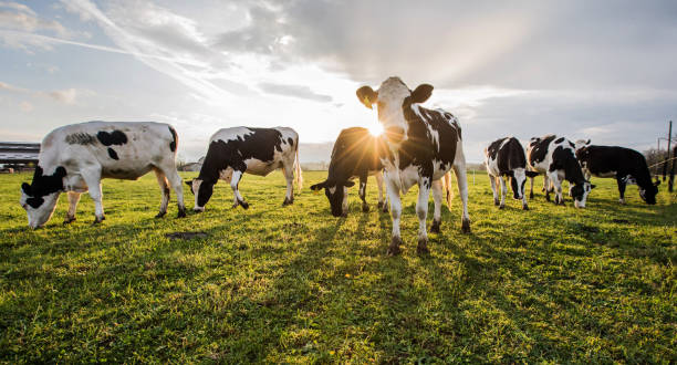 Cows at sunset stock photo