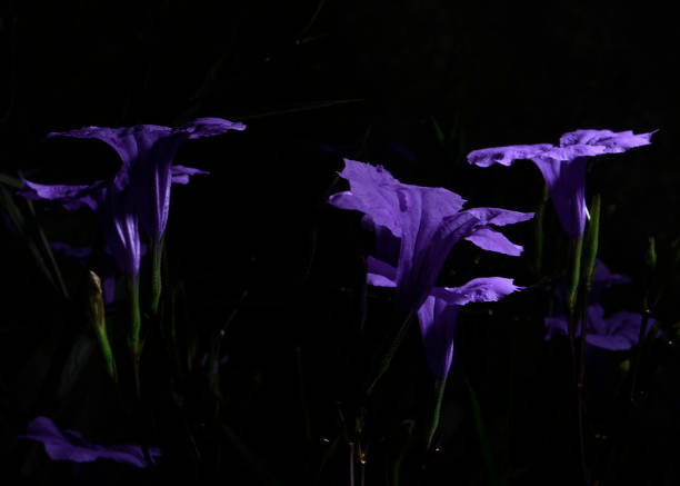 istock RUELLIA TUBEROSA L. - MINNIEROOT. Isolated on Black Background with embeded clipping path. 1023942300