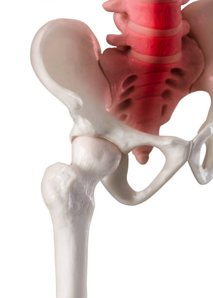 istock Lower half length Human Skeleton Lateral view red highlight on Lumbar vertebrae spine to sacrum bone pain- Medical illustration- Healthcare-Human Anatomy and Medical Concept -Isolated white background 1023942598